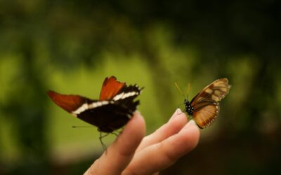 Maintenance and Care for Uñas Acrilicas Con Mariposas Encapsuladas