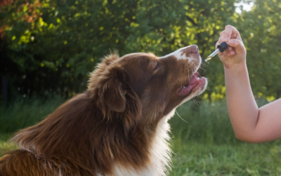 Navigating the World of CBD for Dogs: How to Make an Informed Purchase