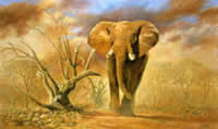 don bell south african artist oil paintings