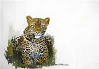 sue dickinson south african artist watercolour paintings