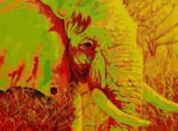 south african artist tami roos paintings